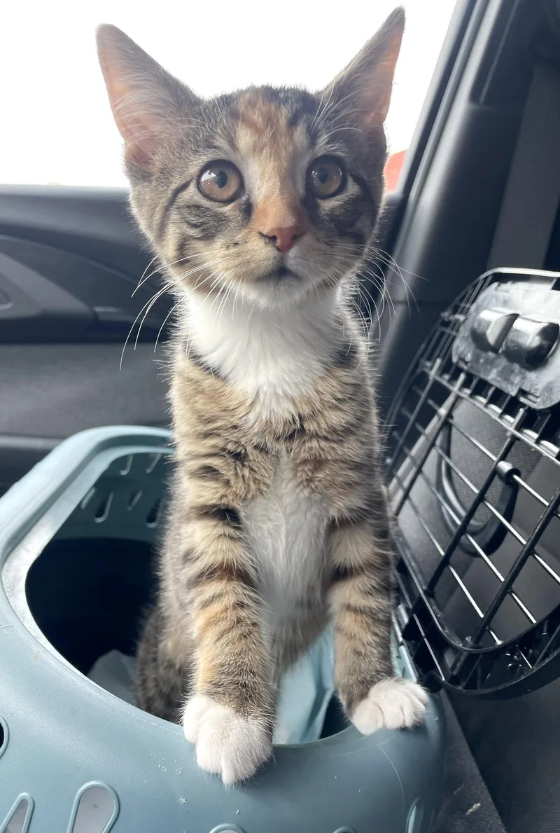 A baby medium-sized female Domestic Short Hair cat named Macy for adoption in Yardley, PA