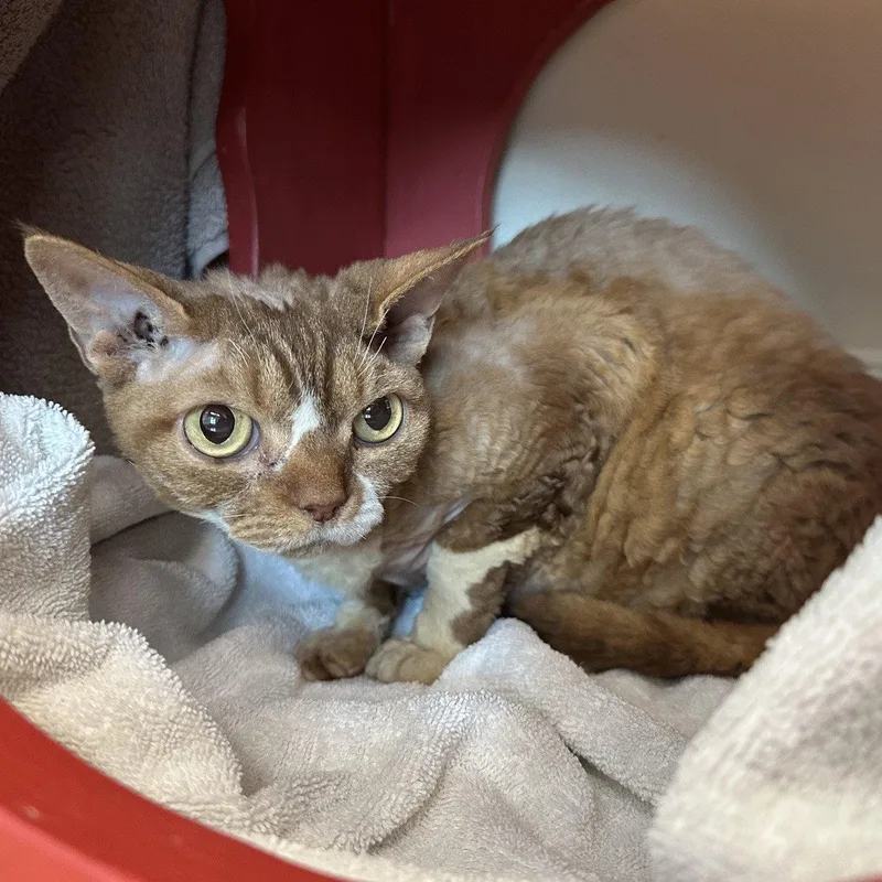 A senior medium-sized male Devon Rex cat named Latte for adoption in Burlingame, CA