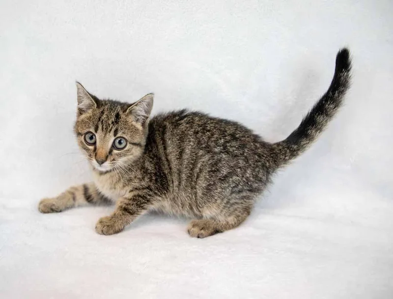 A baby medium-sized female Domestic Short Hair cat named Dionne for adoption in Kennesaw, GA