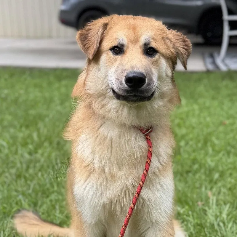 A young medium-sized female Great Pyrenees dog named Stacey for adoption in Locust Fork, AL