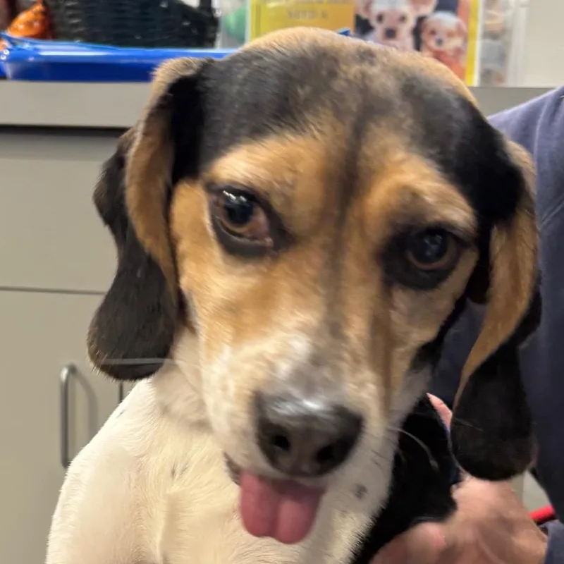An adult small-sized male Beagle dog named Bruno for adoption in Allentown, PA