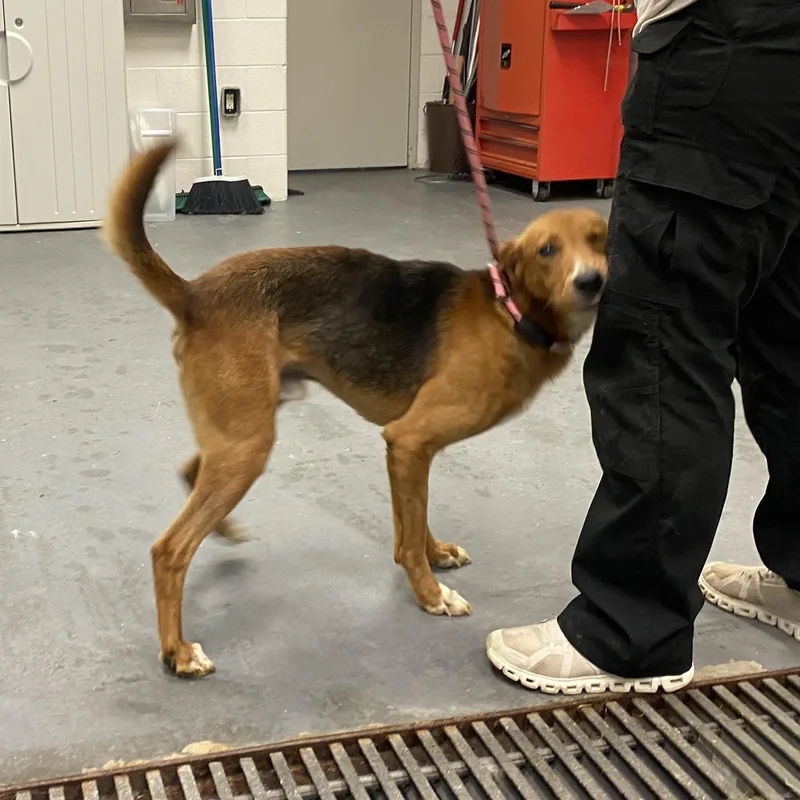 A young medium-sized male Tricolor (Brown, Black, & White) American Foxhound dog named Toby for adoption in King George, VA