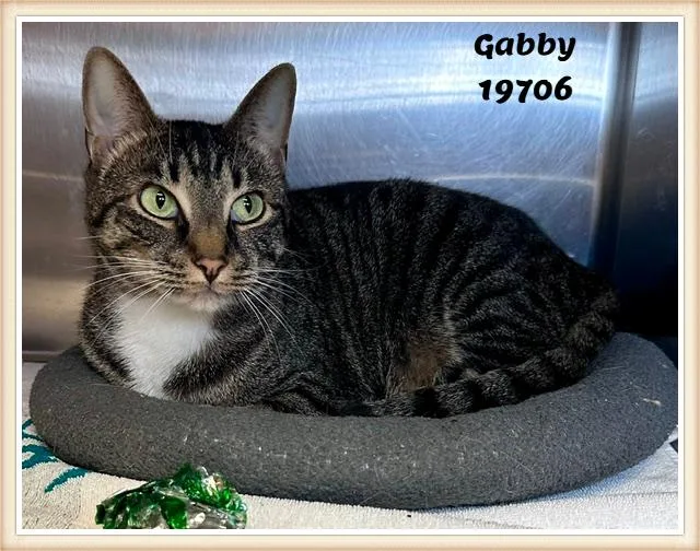 A young medium-sized female Tabby (Buff / Tan / Fawn) Domestic Short Hair cat named Gabby for adoption in Marietta, GA