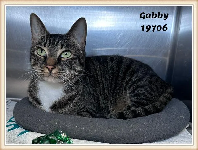 Gabby thumbnail 6
