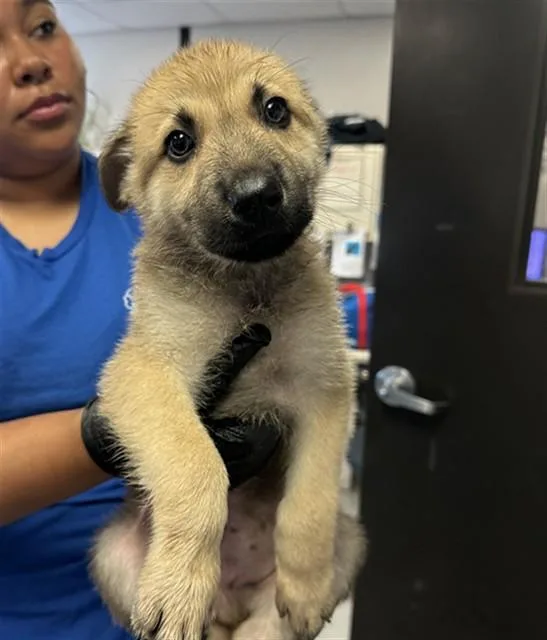 A baby small-sized male German Shepherd Dog dog named Luigi for adoption in Stockton, CA