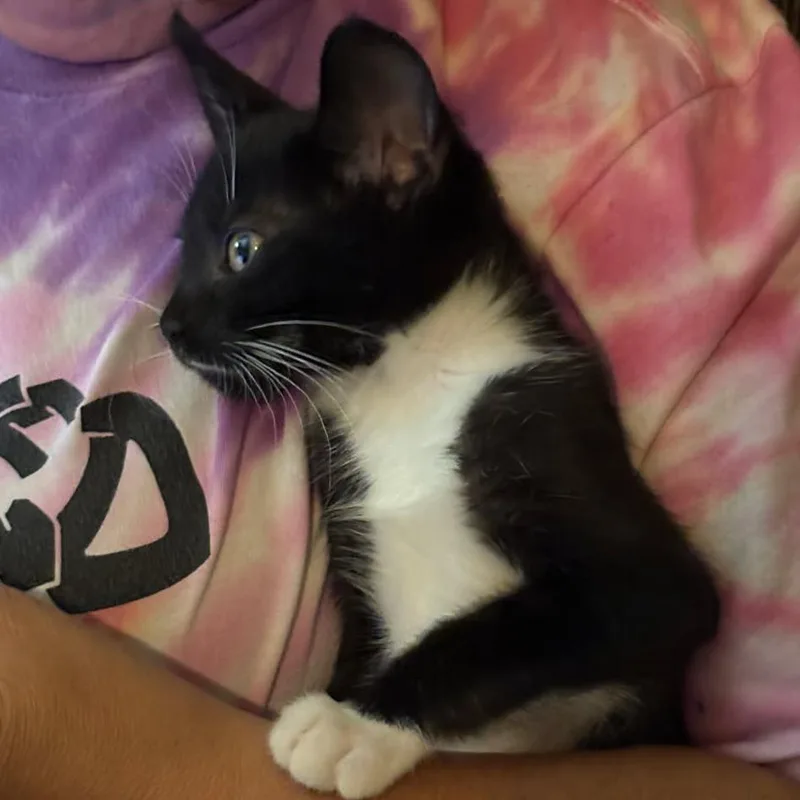 A baby small-sized female Black Domestic Short Hair cat named Eliza for adoption in Springfield, IL