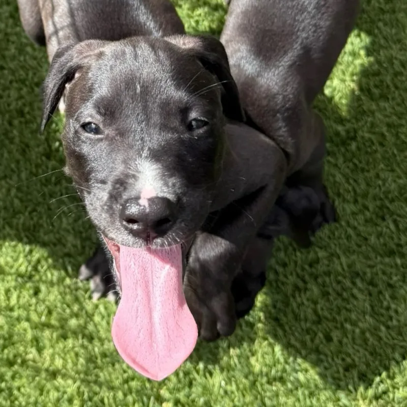 Ford thumbnail 2