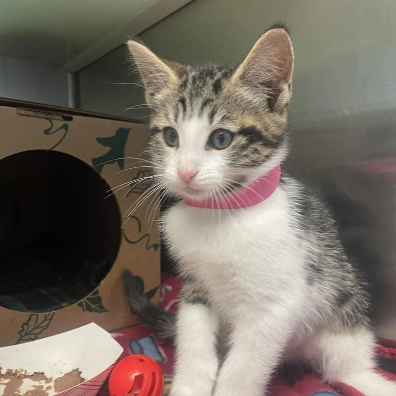 An adult extra large-sized female Domestic Short Hair cat named Eli for adoption in Fairport, NY