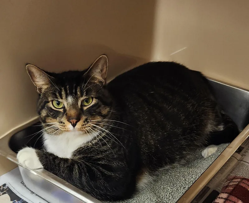 An adult medium-sized male Tabby (Brown / Chocolate) Domestic Short Hair cat named Paco for adoption in Clayton, NJ