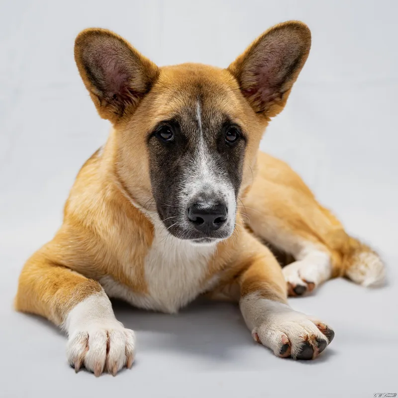 A baby medium-sized male Shepherd dog named Enzo for adoption in BONIFAY, FL