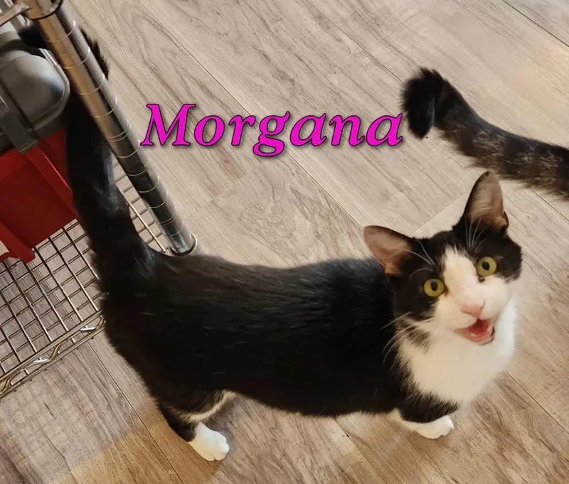 Morgana