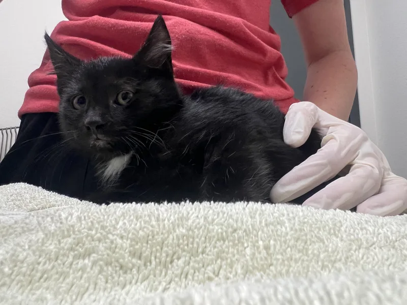 A baby small-sized male Domestic Short Hair cat named Frito for adoption in Chico, CA
