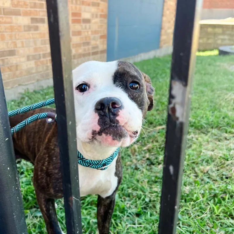 An adult medium-sized female White / Cream Pit Bull Terrier dog named Panang Curry for adoption in St. Louis, MO