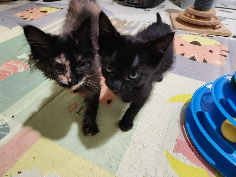 A baby small-sized male Black Domestic Short Hair cat named Ace for adoption in Wheaton, IL