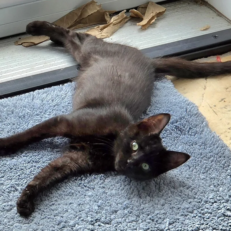 A baby medium-sized female Bombay cat named Connie  Spunky Moderate for adoption in Hoquiam, WA