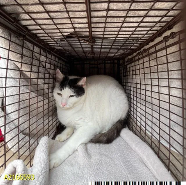 An adult large-sized female Domestic Short Hair cat named May for adoption in West Palm Beach, FL
