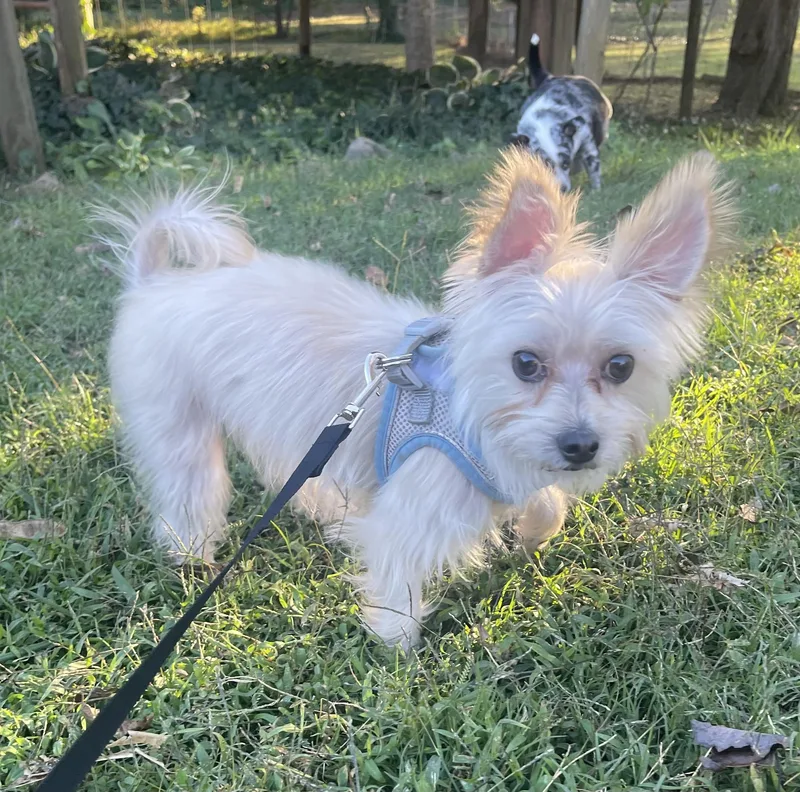 An adult small-sized male White / Cream Yorkshire Terrier dog named Jax for adoption in Kings Mountain, NC