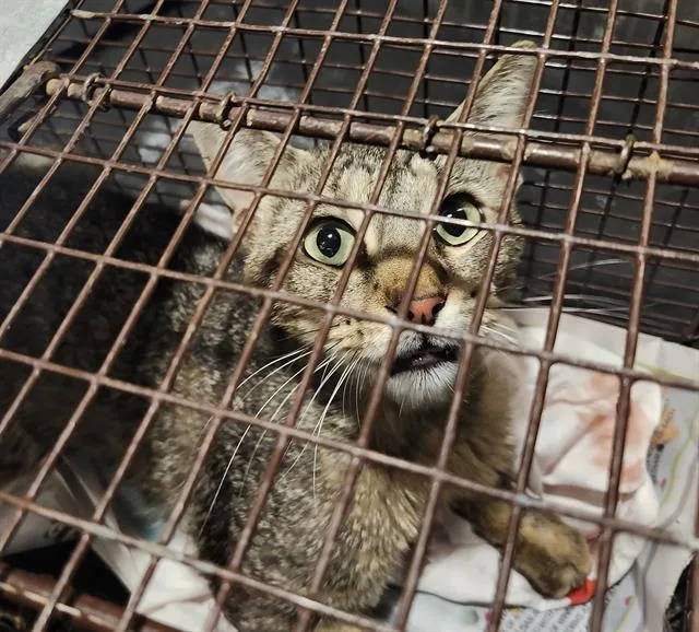 A young medium-sized male Domestic Short Hair cat named Scraggles for adoption in San Antonio, TX