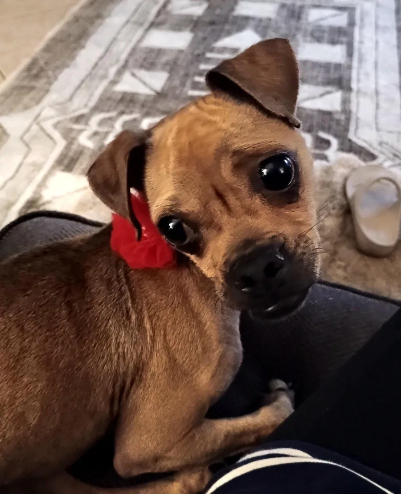 An adult small-sized female Chihuahua dog named Chiquita Banana for adoption in Glendale, AZ