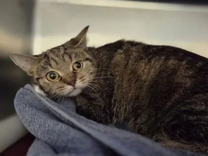 An adult small-sized female Domestic Short Hair cat named Leeland Blue for adoption in Westland, MI