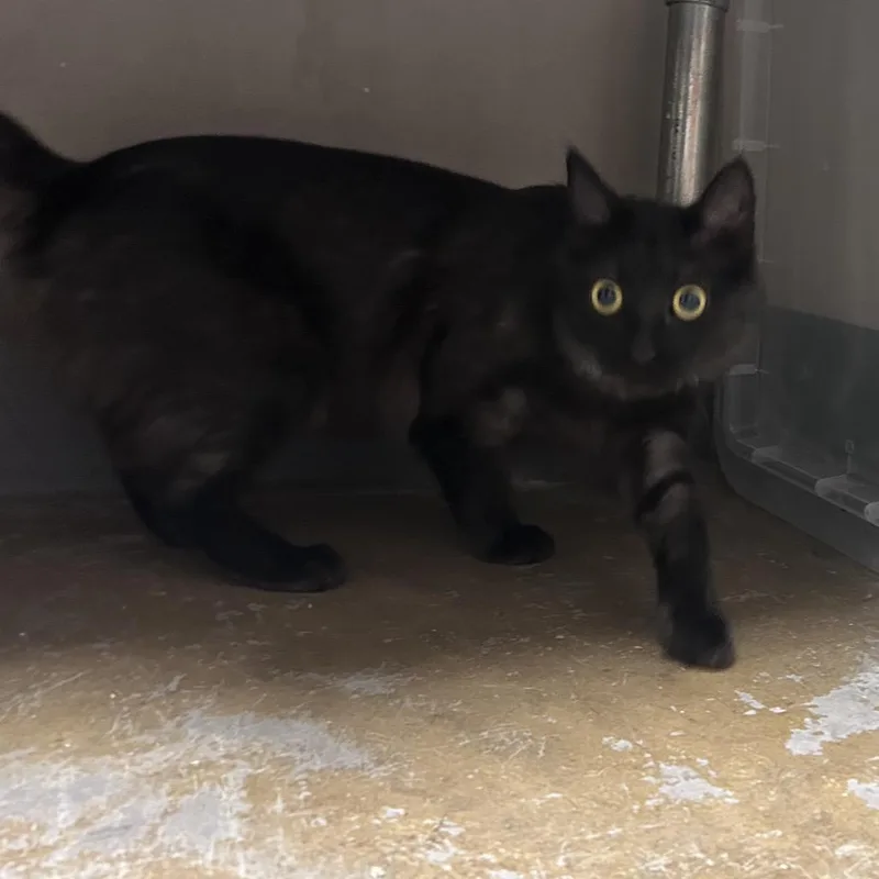 An adult medium-sized female Black Domestic Medium Hair cat named Hillton for adoption in Yuma, AZ