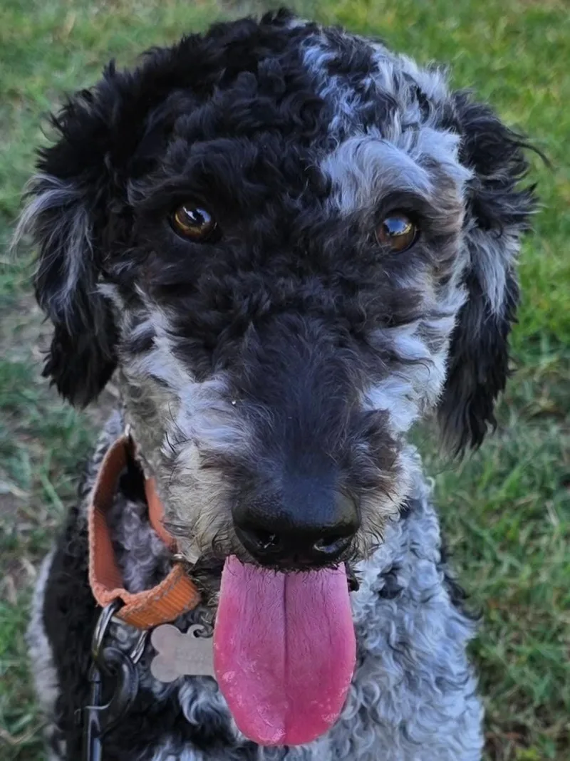OzzieDoodle