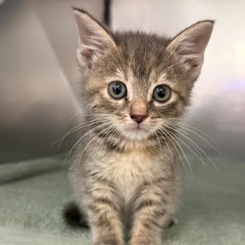 A baby small-sized female Gray / Blue / Silver Domestic Short Hair cat named Gibson for adoption in Lake Panasoffkee, FL