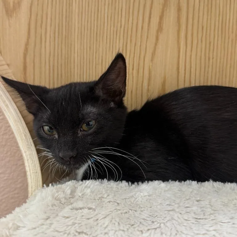 An adult small-sized male Black Domestic Short Hair cat named Dash for adoption in Las Vegas, NV