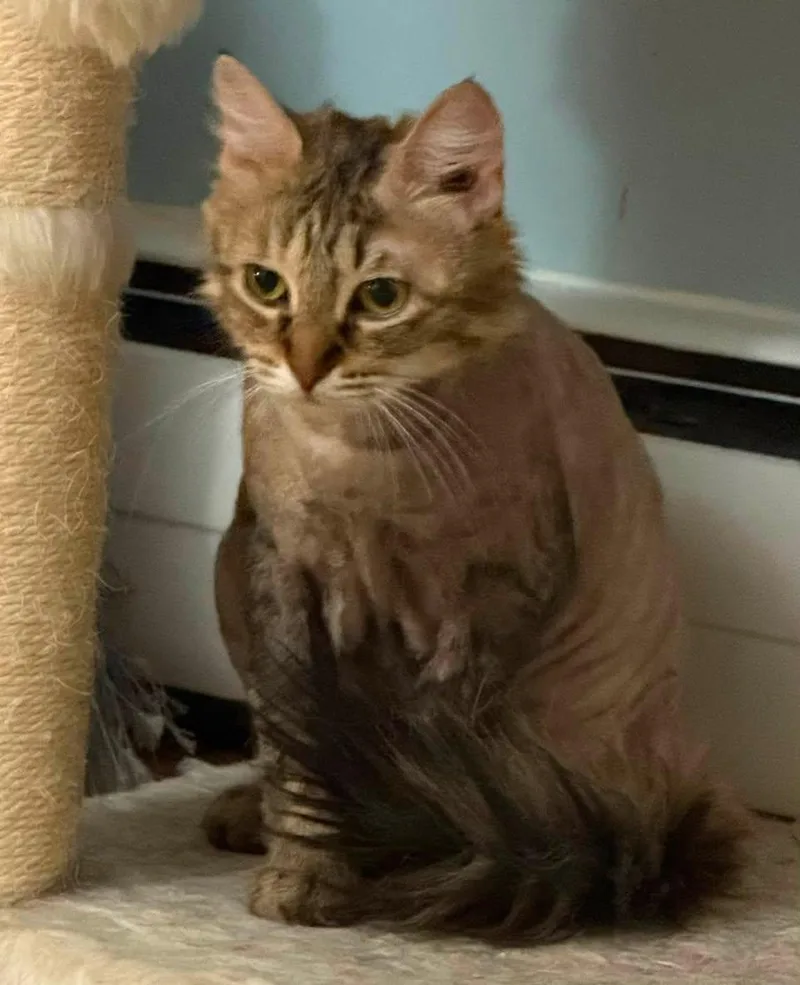 A young large-sized female Tabby (Buff / Tan / Fawn) Domestic Long Hair cat named Mira for adoption in Lemoyne, PA