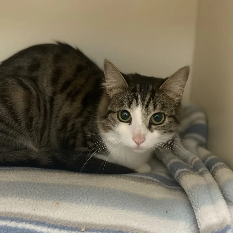 An adult medium-sized female Tabby (Brown / Chocolate) Domestic Short Hair cat named Party for adoption in Elyria, OH