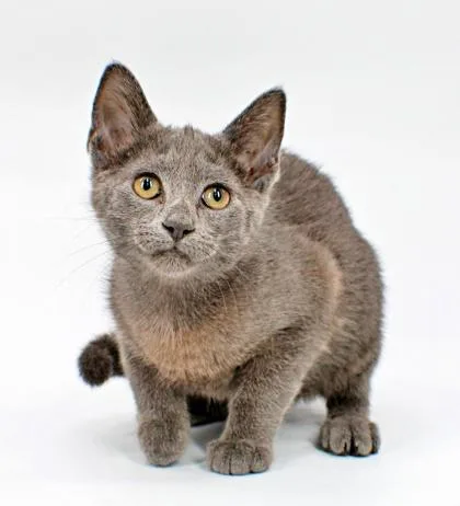 A baby small-sized female Domestic Short Hair cat named Amy for adoption in Morton Grove, IL