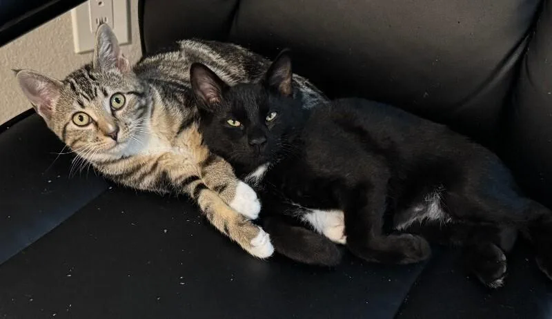 A young medium-sized male Black Domestic Short Hair cat named Moose for adoption in Fort Collins, CO