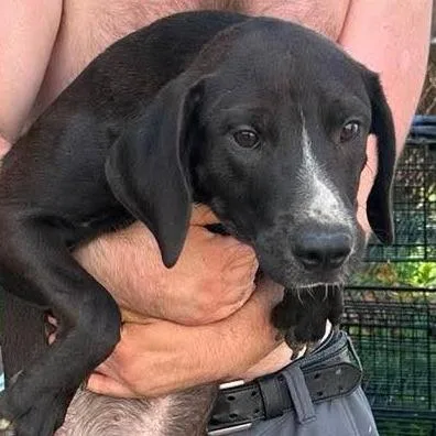A young medium-sized male Black Pit Bull Terrier dog named Cal for adoption in Shinnston, WV