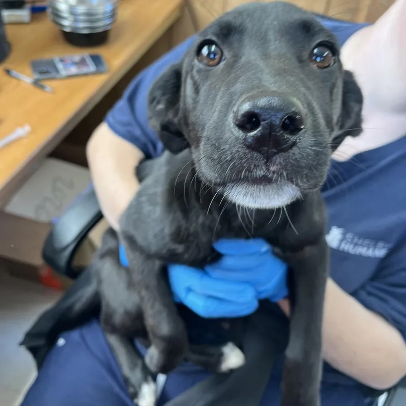 A baby small-sized female Black Mixed Breed dog named Destini for adoption in Columbiana, AL