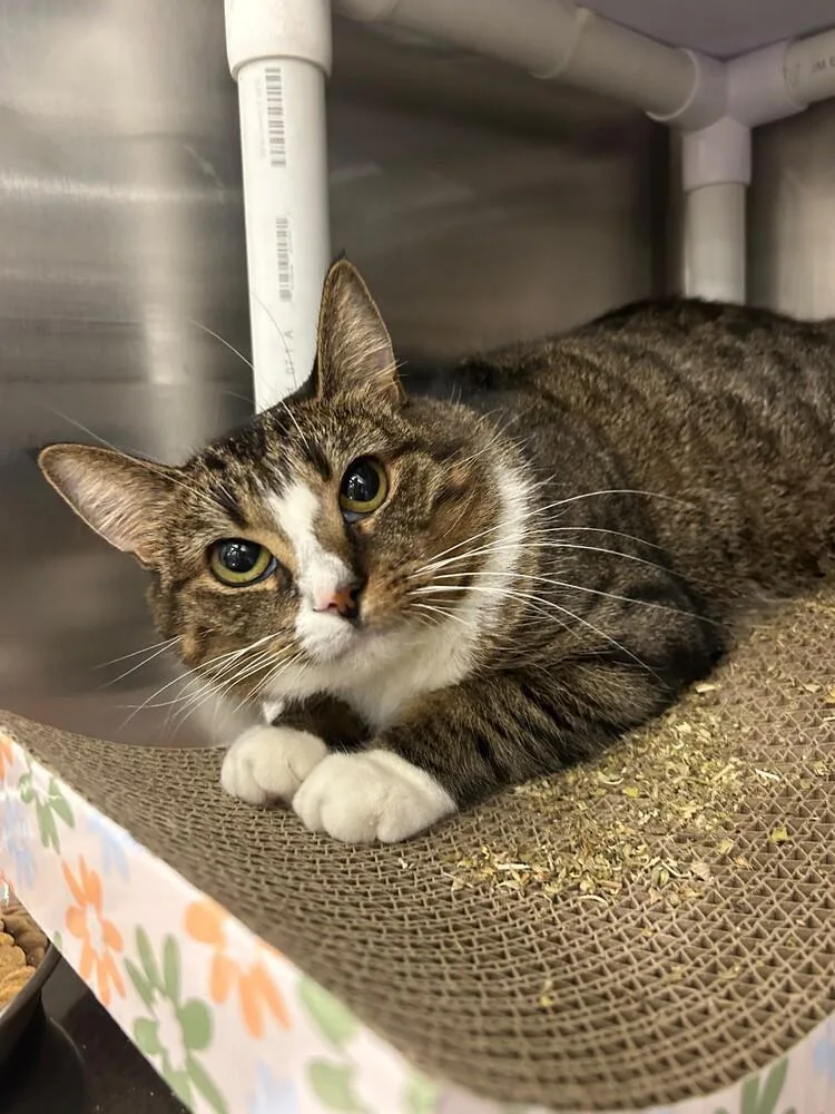 An adult medium-sized female Domestic Short Hair cat named Princess for adoption in Pittstown, NJ