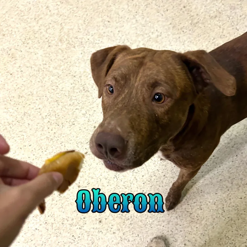 An adult large-sized male Terrier dog named Oberon for adoption in Muncie, IN