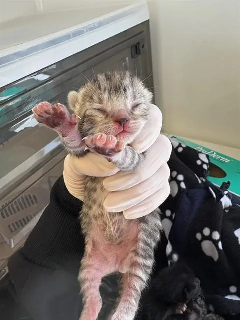 A baby small-sized female Domestic Short Hair cat named Twix for adoption in Rancho Cucamonga, CA