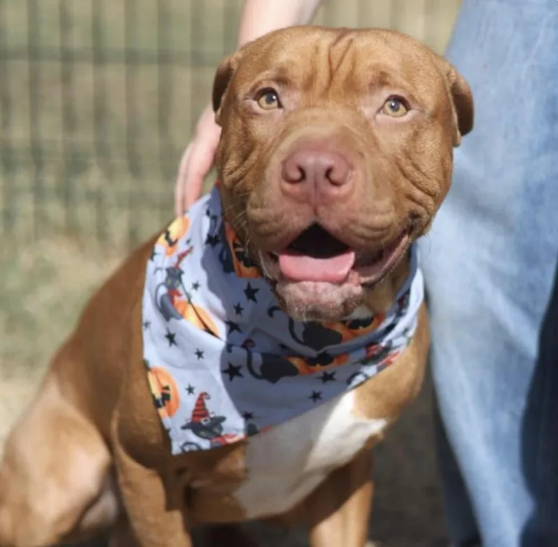 A young medium-sized male American Staffordshire Terrier dog named Lenny for adoption in Huntington, NY