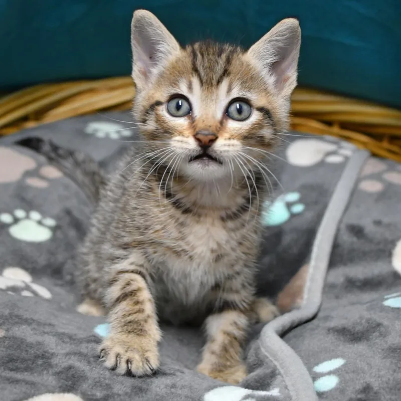 A baby small-sized male Black Domestic Short Hair cat named Caleb for adoption in Beaumont, TX