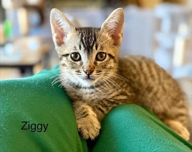 A baby small-sized male Domestic Short Hair cat named Ziggy for adoption in Tustin, CA