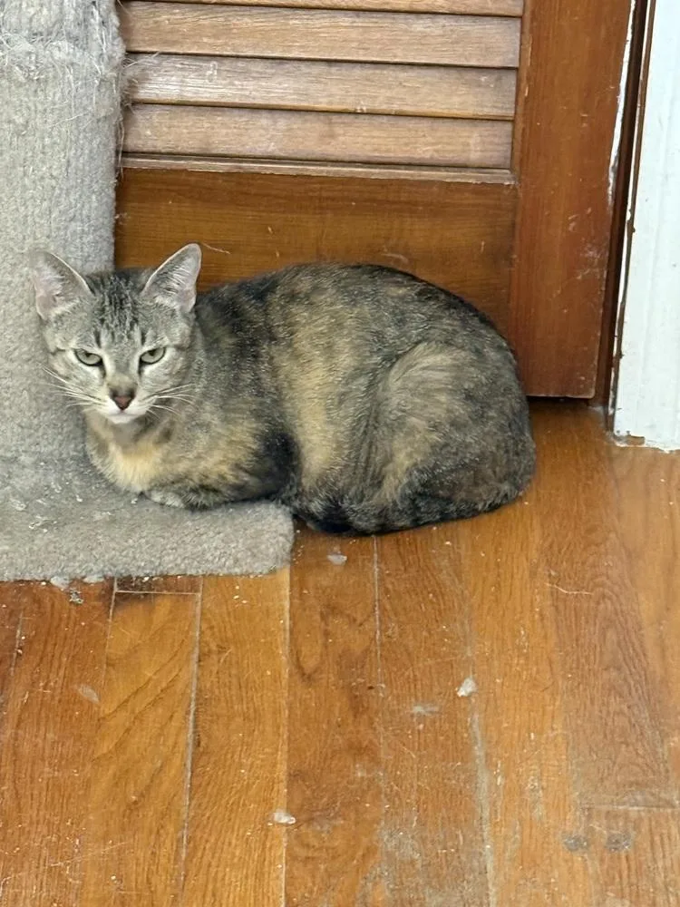 A young medium-sized female Domestic Short Hair cat named Willow for adoption in Hudson, NH