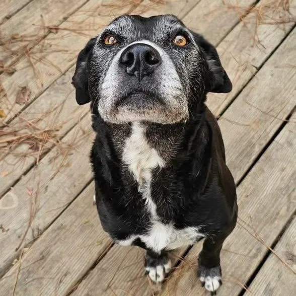 A senior medium-sized female Mixed Breed dog named Milla for adoption in Atoka, TN