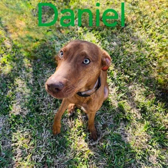 Daniel
