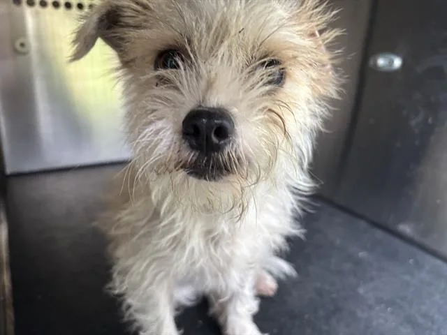 A young small-sized female Terrier dog named Pop Rocks for adoption in Grand Prairie, TX