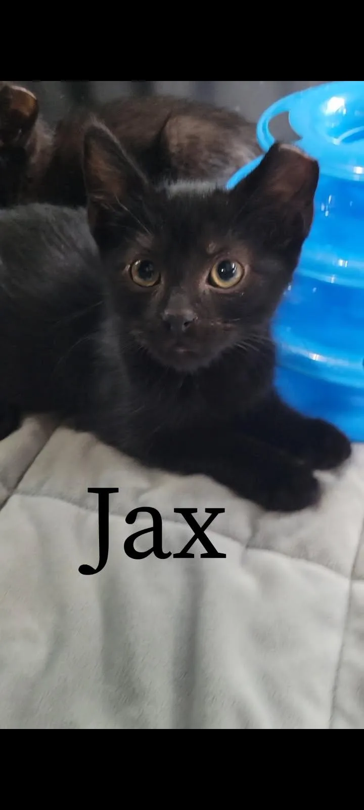 A baby small-sized male Black Domestic Short Hair cat named Jax bonded with Gus for adoption in Ellicott City, MD