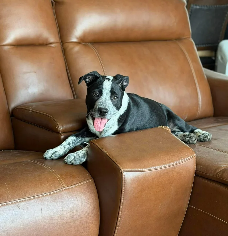 A baby medium-sized female Black Labrador Retriever dog named Halo for adoption in San Antonio, TX