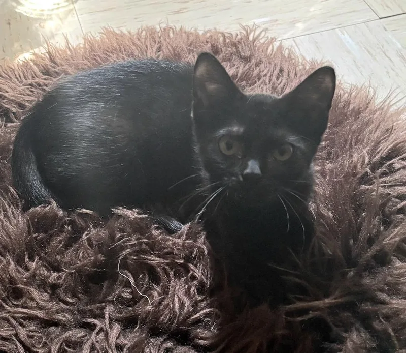 A baby small-sized female Black Domestic Short Hair cat named Donut for adoption in Bossier City, LA