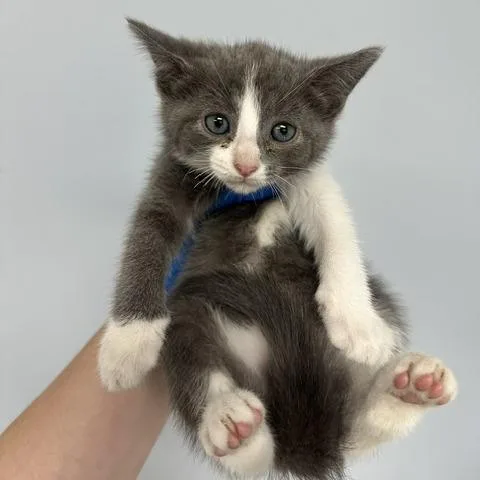 A baby small-sized female Gray / Blue / Silver Domestic Short Hair cat named Rena for adoption in Indianapolis, IN