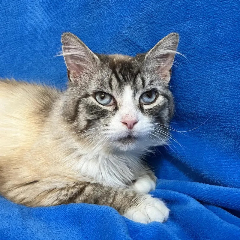 An adult medium-sized male Buff / Tan / Fawn Domestic Medium Hair cat named Friar Tuck NRAR for adoption in Merrifield, VA