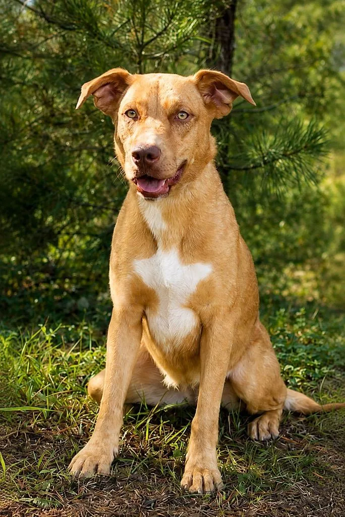 A young medium-sized female Labrador Retriever dog named Ava for adoption in North Syracuse, NY